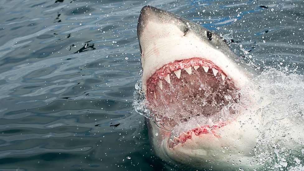 Отново трагедия с акула във Флорида – откъса крак на дете