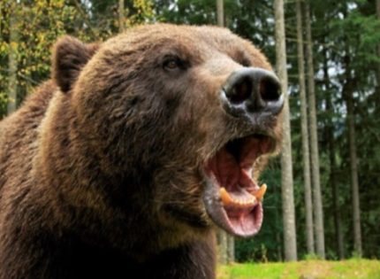 Еколози бранят мечката от Чепеларе, не искат да бъде застреляна