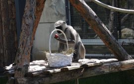 Великденски яйца за маймуните в зоопарка (СНИМКИ)