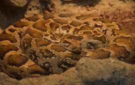 Заради пандемията: Змиите от зоопарка са отвикнали да виждат хора