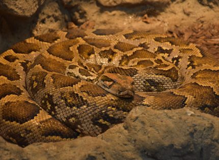 Заради пандемията: Змиите от зоопарка са отвикнали да виждат хора