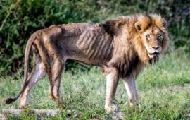 Фотограф засне смъртта на стар лъв