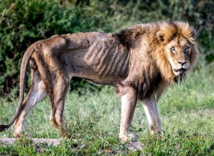 Фотограф засне смъртта на стар лъв