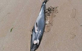 Мъртво делфинче изхвърли морето