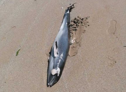 Мъртво делфинче изхвърли морето