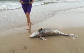 Защо умират делфините в Черно море?