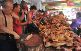 (18+) Започна ужасяващият фестивал в Китай – ядат кучета и котки