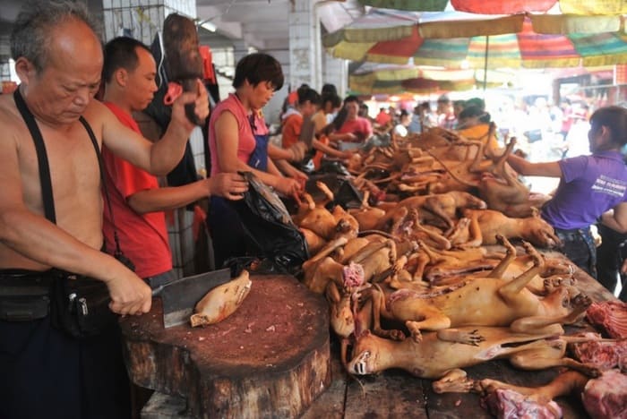 (18+) Започна ужасяващият фестивал в Китай – ядат кучета и котки
