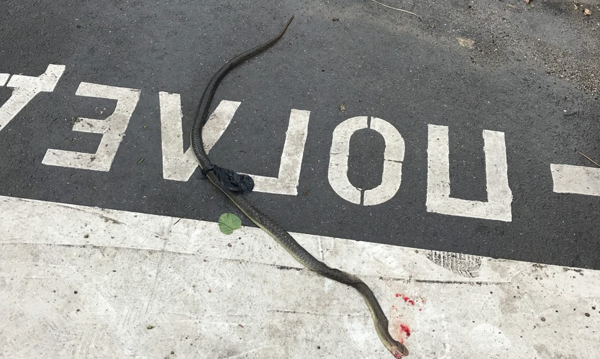 Змии плъзнаха по градовете заради високите треви