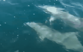 Черно море е живо: Двойка делфини флиртуват /Видео/
