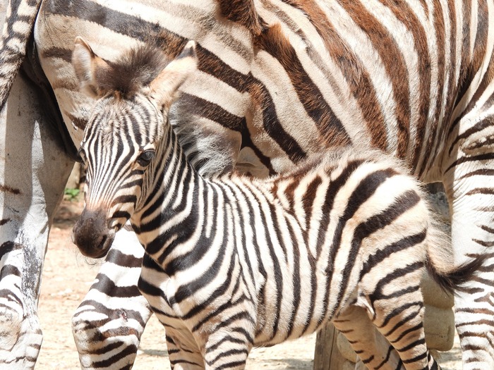 Бебе зебра се роди в зоопарка за първи път от 30 години насам