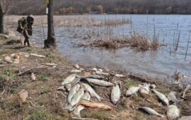 Бой за умряла риба край наводнените села в Карловско