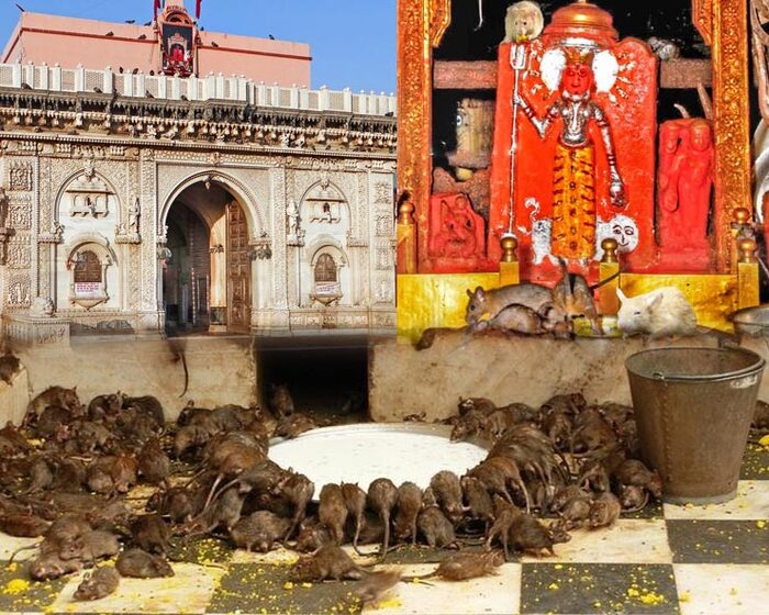 20 000 плъха обитават храм в Индия (СНИМКИ)
