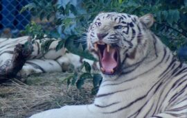 Три бенгалски тигъра пристигнаха във Варна