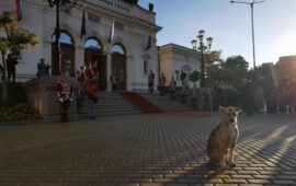Осиновиха кучето пред парламента, кръстиха я Фернанда (СНИМКИ)