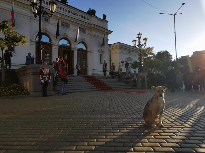 Осиновиха кучето пред парламента, кръстиха я Фернанда (СНИМКИ)