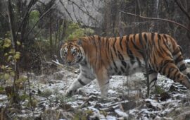 Тигрицата Шели се зарадва на първия сняг