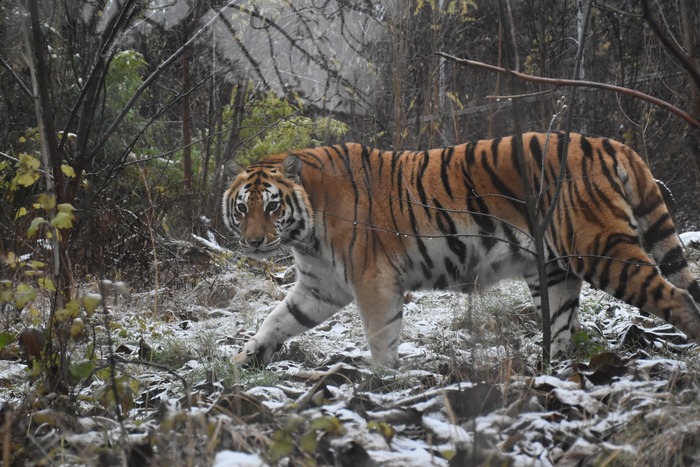 Тигрицата Шели се зарадва на първия сняг