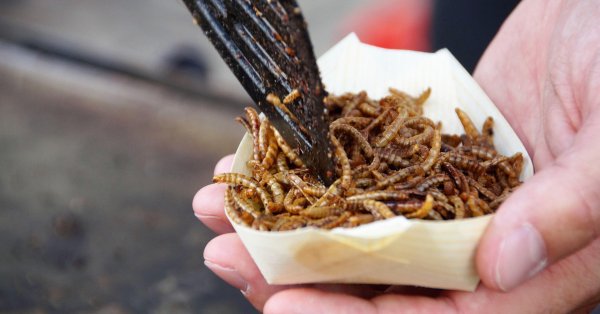 ЕС одобри насекоми на прах в храната ни