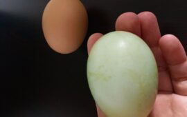 Яйцето чуква 80 стотинки за Великден