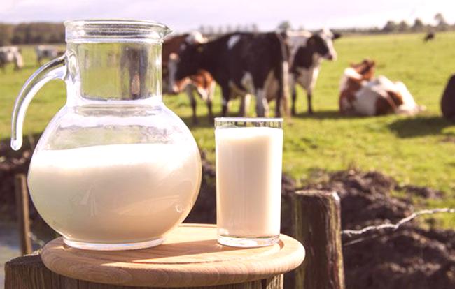 Млякото в Испания 1,80 лв., Австрия 1,60, а у нас – 3,50 лв. на едро