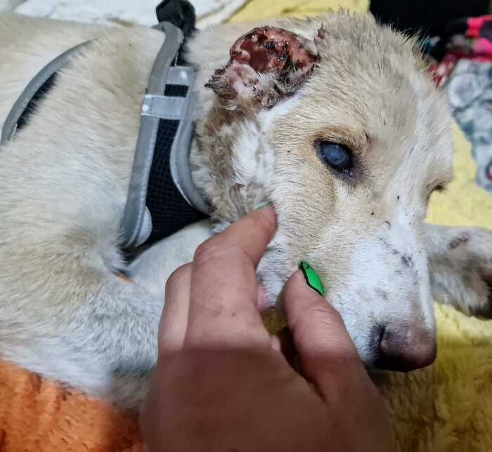 Отрязали ушите на кученцето с лозарска ножица (СНИМКИ 18+)
