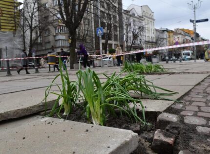 Засадиха лук в централните дупки на София