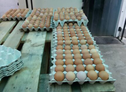 Яйцата от Украйна не са токсични
