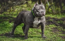 Великобритания ще забрани определени породи кучета