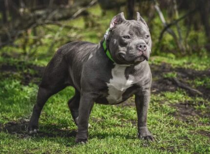 Великобритания ще забрани определени породи кучета